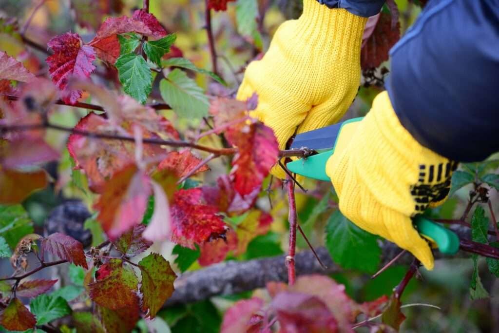 Hands with gloves of gardener doing maintenance work, pruning bu