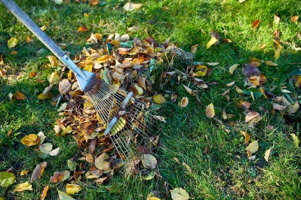 Alter roter Rechen in einem Haufen Herbstahornblätter, Harken von Herbstblättern auf Rasen