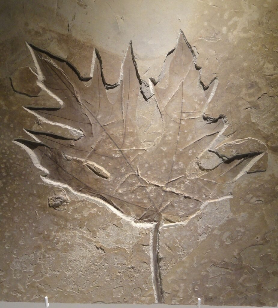 acer, leaf, nature-872213.jpg